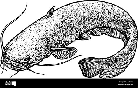 Catfish Drawing Images