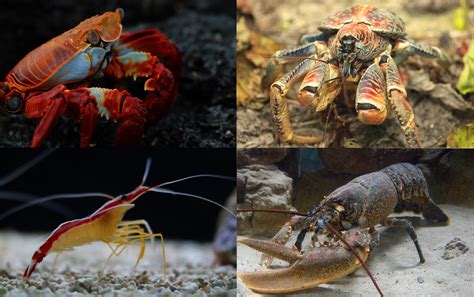 What Is A Crustacean? The Ultimate Guide To Crustaceans