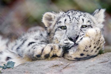 Comfortable snow leopard cub | The position of this snow leo… | Flickr