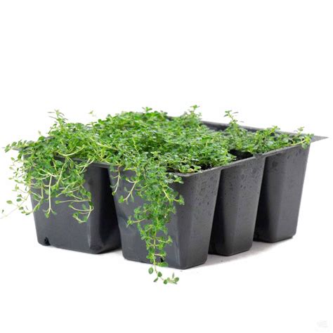 Thyme Elfin — Green Acres Nursery And Supply