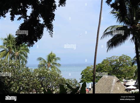 Tropical Palm Trees Stock Photo Alamy