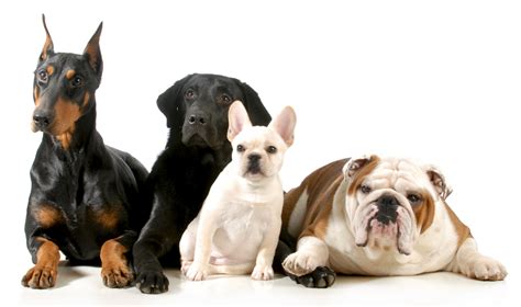 Great Dane To Chihuahua How Do We Know Dogs Are The Same Species