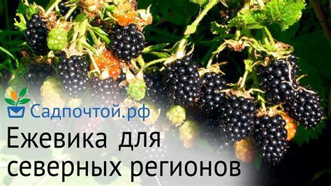 Ежевика для северных регионов - зимостойкая и полностью вызревающая ...