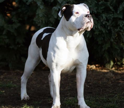 english bulldog pitbull mix