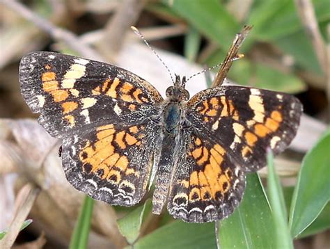Phyciodes phaon - BugGuide.Net