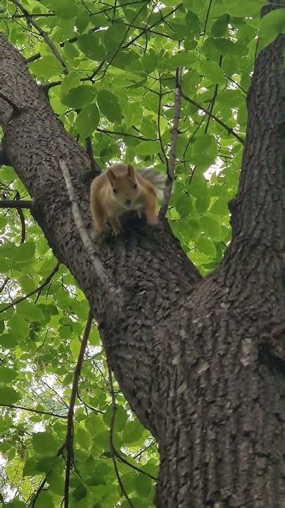 Белоснежка. Не путать с Белохвосткой. Характеры противоположные. За ...