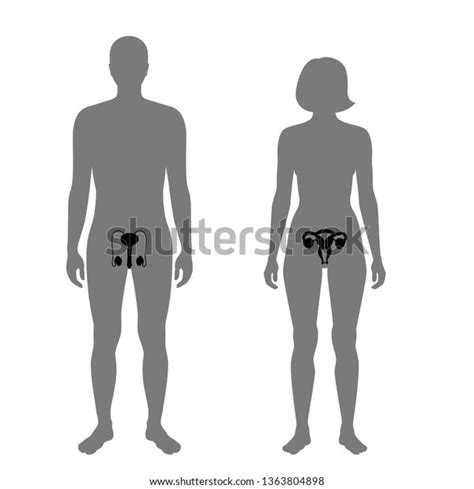 Woman Vagina Nude Over 40 Royalty Free Licensable Stock Vectors Vector Art Shutterstock