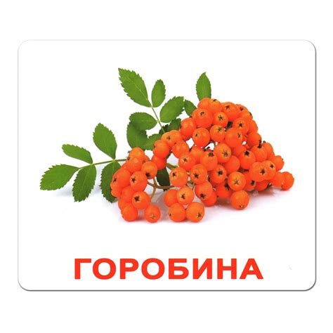 Карточки Домана "Ягоды" на укр. Вундеркинд с пеленок - Карточки Домана