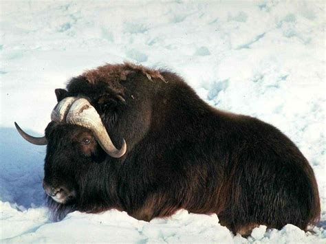 Який ссавець живе найвище в горах? | ЦІКАВО ЗНАТИ