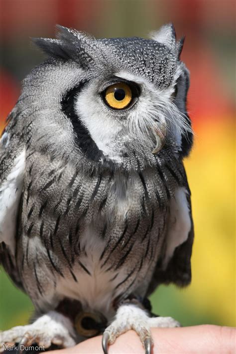 Owl Cincinnati Zoo Birds