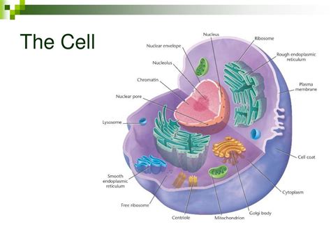 topic  cell biology  introduction  cells