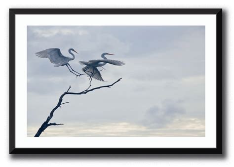 Graceful Egrets – Stunning Costa Rica Wildlife Photography - JCINTO