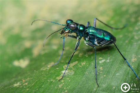 Metallic Green Tiger Beetle Cicindela Sp Nature Animals Tiger