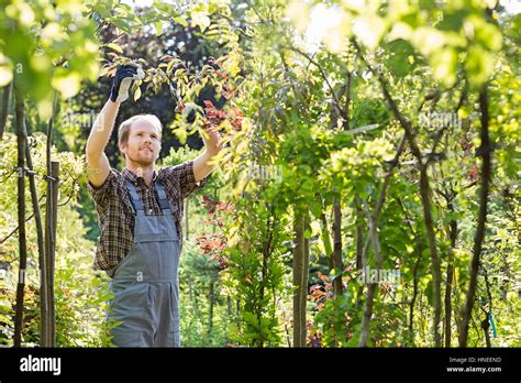 Man Clipping Branch In Garden Stock Photo Alamy