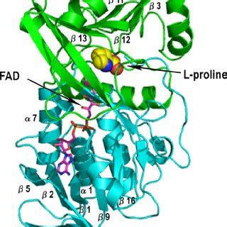 A Overall Structure Of The PDH1 4 Hetero Octamer 11 The