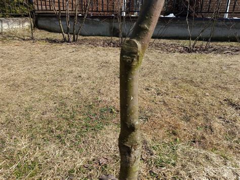 Что выросло - то выросло? Обрезка для чайников... Как сформировать ...