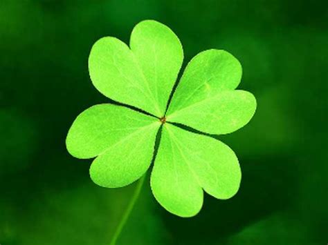 5 листный клевер значение – Пятилистный клевер: талисман на удачу