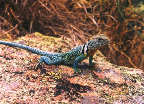 Eastern Collared Lizard Running