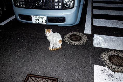 Flickriver Random Photos From Stray Cats Japan Pool