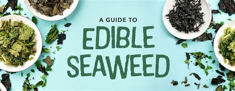 Types of Edible Seaweed: A Guide from WebstaurantStore