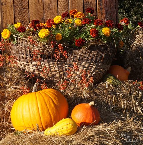 Страна декора и цветов: Осенний декор во дворе. Часть 4-я