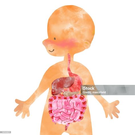 Aquarelle Organes Intérieurs Diagramme Danatomie Humaine Avec Des