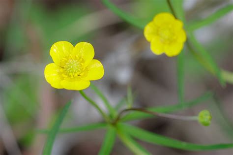 Ranunculus auricomus - Изображение особи - Плантариум