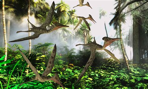 Pterodactyl Pictures Az Animals