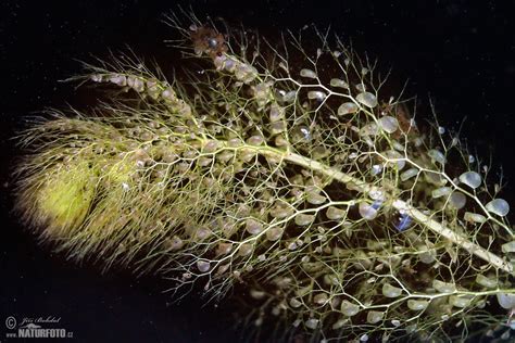 Bublinatka jižní | Naturfoto.cz