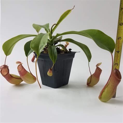 Nepenthes Ventrata