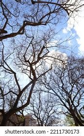 Naked Trees Sky Stock Photo Shutterstock