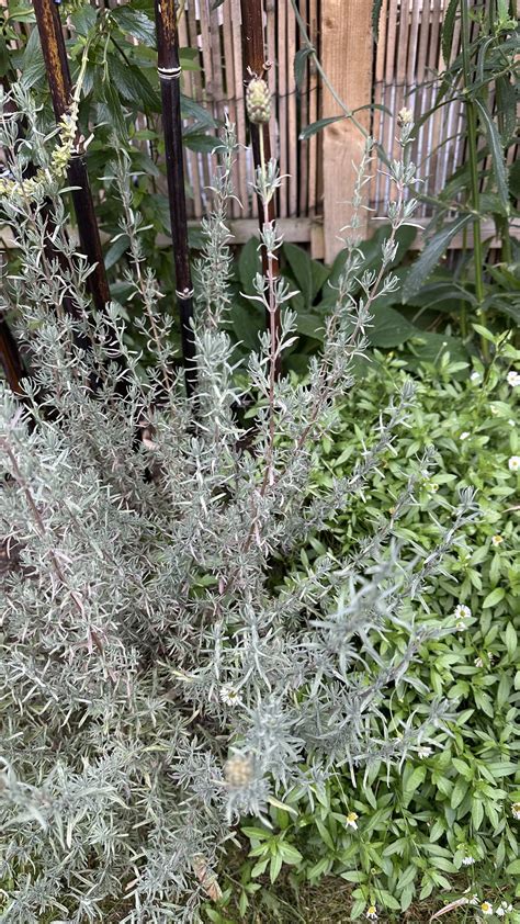 when cut back lavender 10