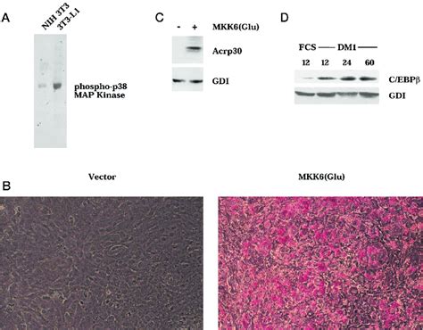 MKK6 Glu Initiates The Adipogenic Differentiation Program In NIH 3T3