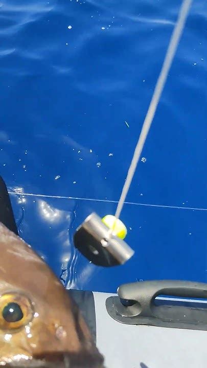 Belt Floating Marker By Oneshot Spearfishing Spear Shortsvideo Youtube