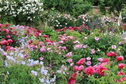 Lavendel Combineren Met Andere Planten Pvf Agbc