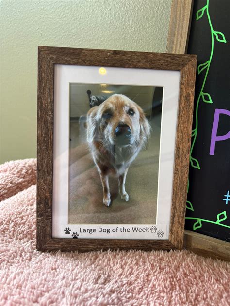 animal house in green bay