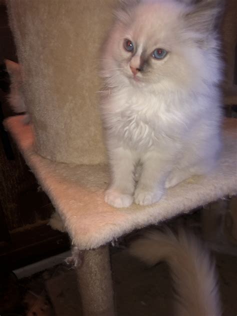 Ragdoll Cats For Sale | Albany, NY #463938 | Petzlover