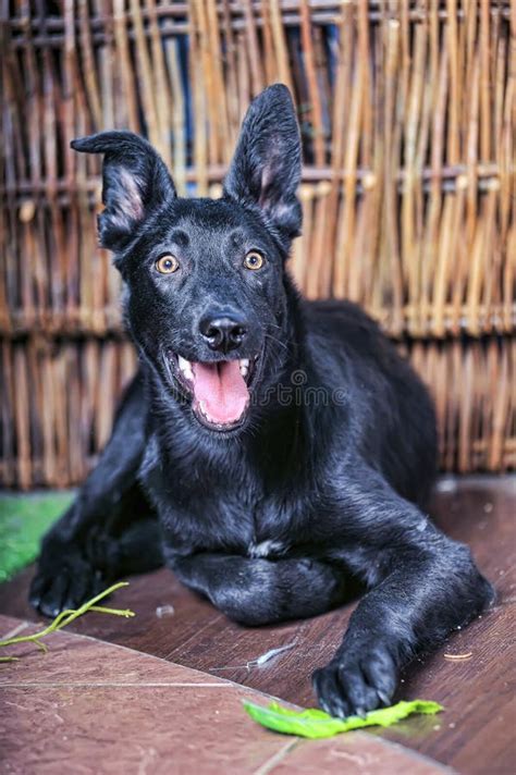 Perro De Mongrel Negro En El Estudio Foto De Archivo Imagen De Casta