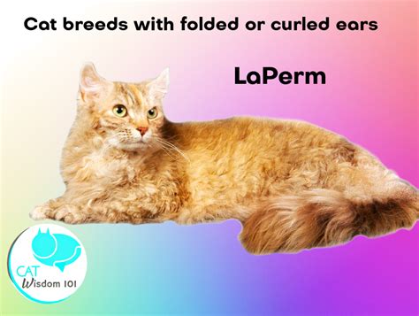 unusual cat breeds  folded  curled ears cat wisdom