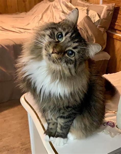 Tabby Maine Coon Mix The CAT Alogue