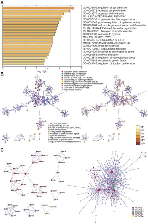 Gene Ontology Analysis A B Selected Genes Were Clustered With