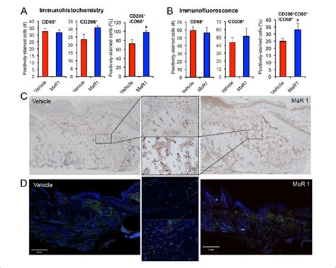 Maresin Mar Regulates The Relative Expression Ratio Of M Like