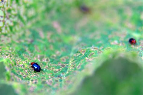 Organic Flea Beetle Control Methods To Protect Your Garden