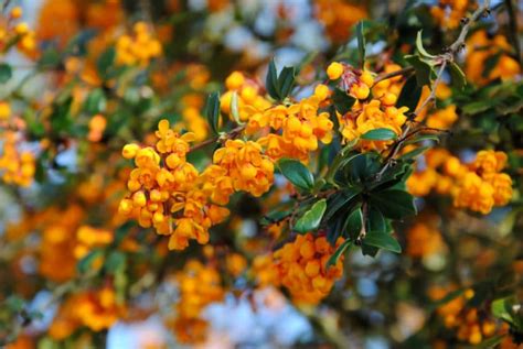 Buy Berberis Darwinii Hedge Berberis Evergreen Hedge And Evergreen Barberry
