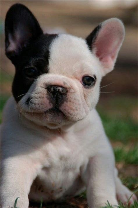 Frenchie | Perros bulldog, Bulldog cachorro, Perros bulldog frances