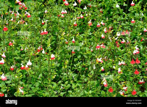 Salvia X Jamensis HOT LIPS Stock Photo Alamy