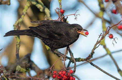 Blackbird Ashington Neil Cairns Flickr