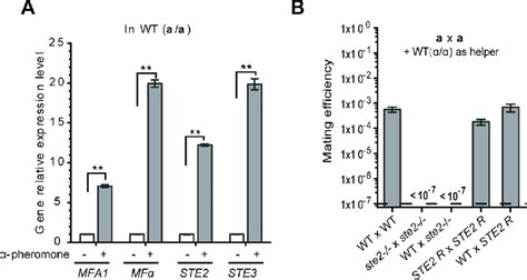 Role of α pheromone and the Ste2 receptor in same sex mating in C Download Scientific Diagram
