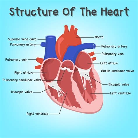 Premium Vector Teaching Materials On The Structure Of The Heart