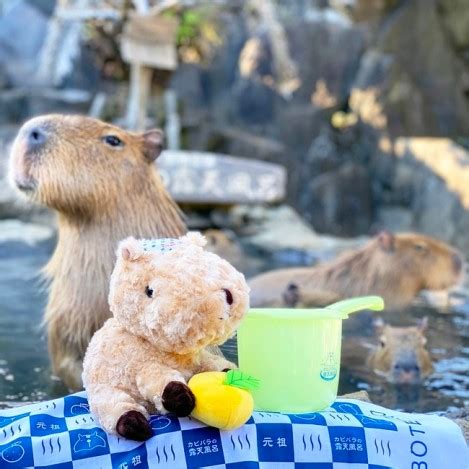 Capybara Citrus Hot Springs Baby Capybara
